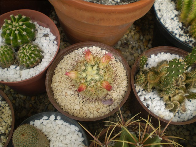 kaktus